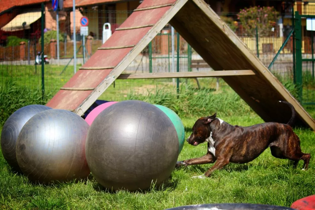 Partenza Durante Una Gara Di Treibball