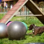 Partenza Durante Una Gara Di Treibball