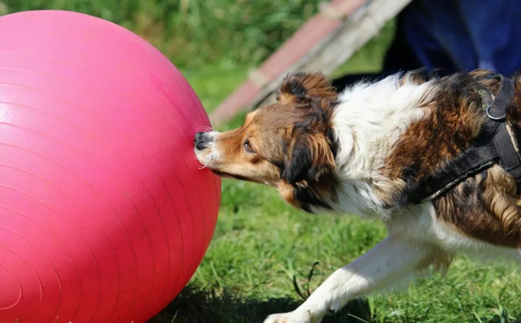 Treibball Cane Che Spinge Un Pallone Durante Un Allenamento