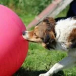 Treibball Cane Che Spinge Un Pallone Durante Un Allenamento