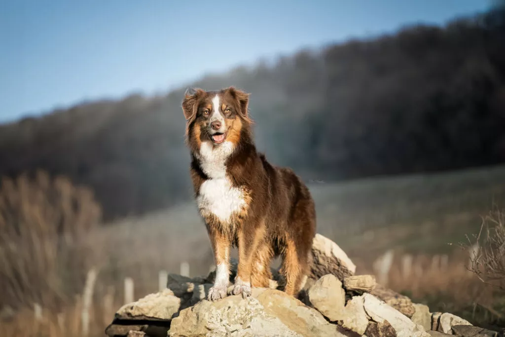 DSC9554 Modifier Modifier